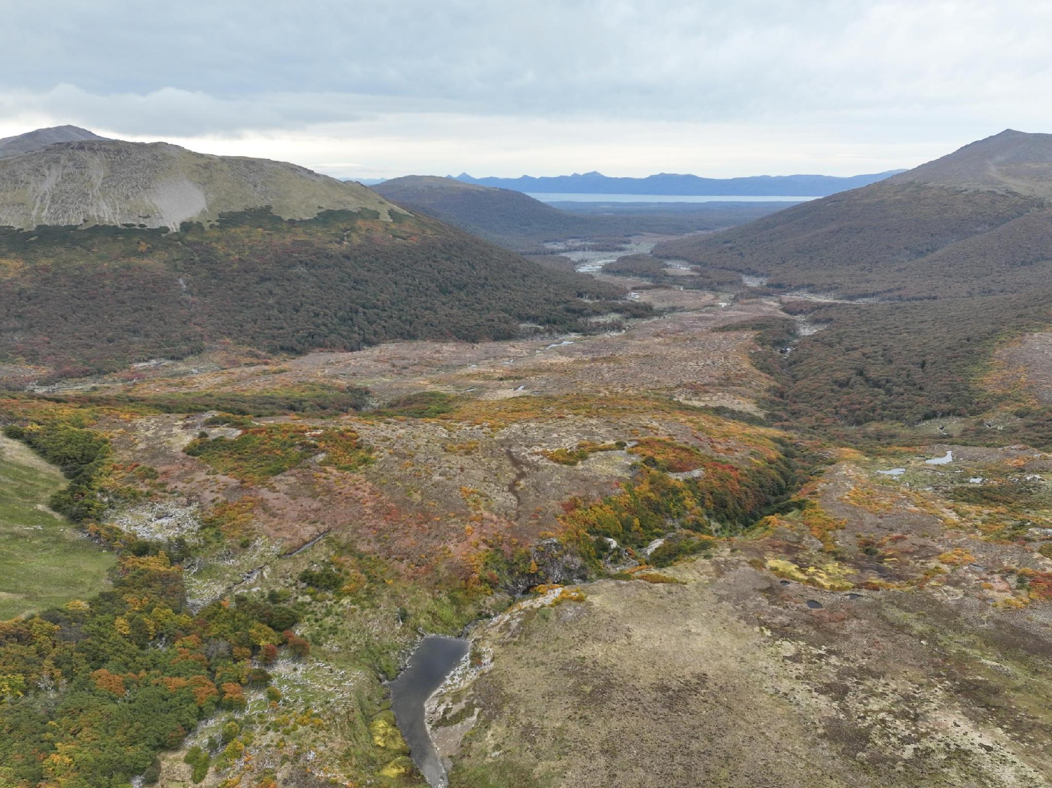 Paisaje de bosque nativo fueguino entre montañas